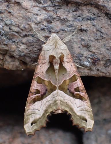 Réf. 323 341 : Phlogophora meticulosa